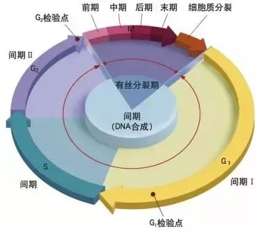 【制圖干貨】從細節入手，頂刊paper中的箭頭怎么畫？