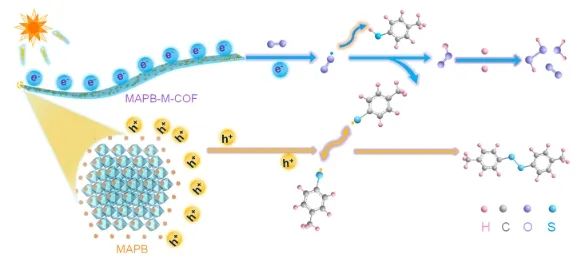 福州大學(xué)ACS Catalysis：構(gòu)建0D/1D MAPbBr3/COF異質(zhì)結(jié)，實(shí)現(xiàn)LED驅(qū)動(dòng)高效S-S耦合反應(yīng)