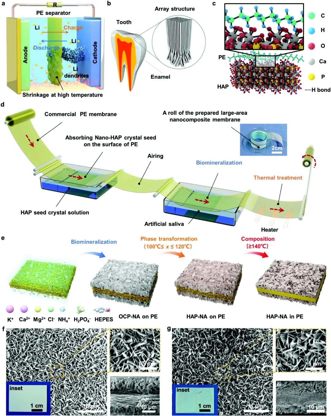 電池頂刊集錦：Angew、ACS Energy Lett.、AFM、ACS Nano等成果！