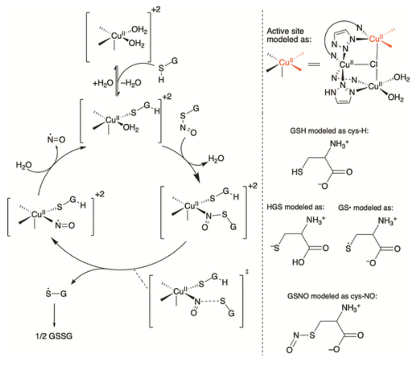 【純計算】JACS: 銅金屬-有機骨架催化S-亞硝基谷胱甘肽生成NO機制的計算研究