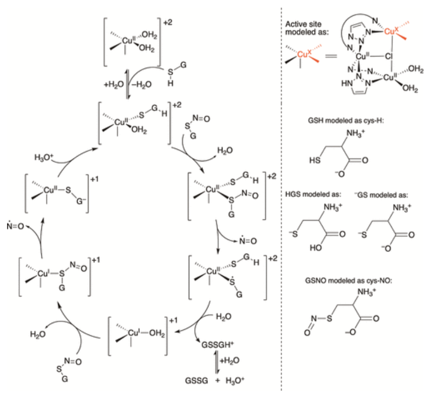 【純計算】JACS: 銅金屬-有機骨架催化S-亞硝基谷胱甘肽生成NO機制的計算研究