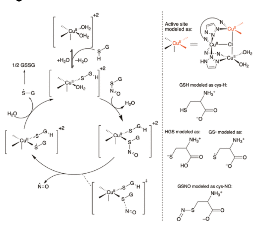 【純計算】JACS: 銅金屬-有機骨架催化S-亞硝基谷胱甘肽生成NO機制的計算研究