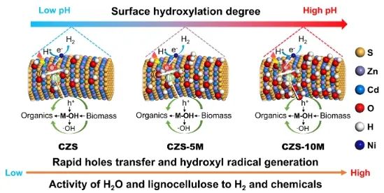 西安交通大學ACS Catalysis：pH觸發羥基化表面，促進太陽能驅動木質素重整制H2