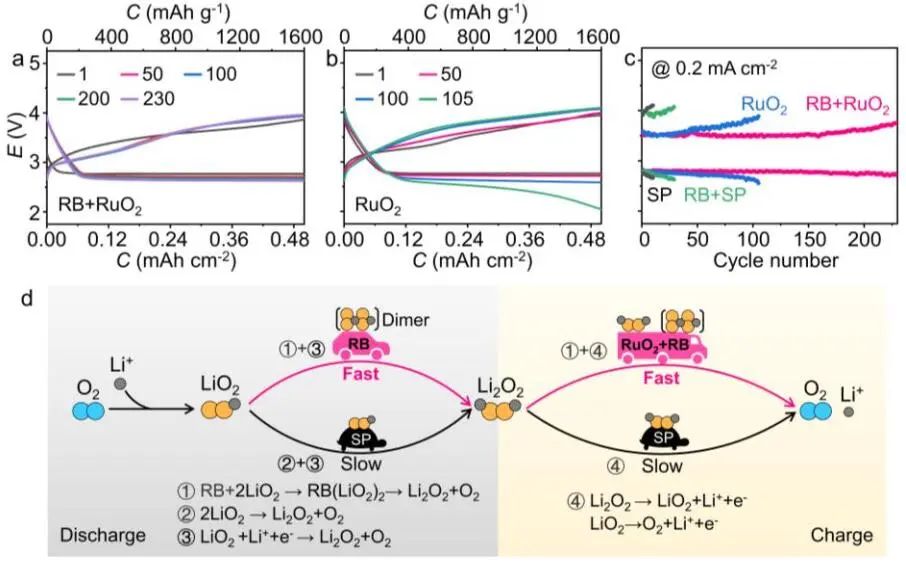 南開大學Angew：Li-O2電池超氧化物歧化反應(yīng)的新途徑！