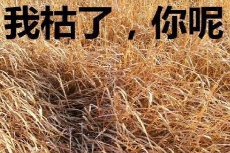 兩篇畢業論文致謝同一個女朋友？哈哈哈哈！