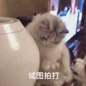 985高校導師：無論如何，我不忍心要求研究生延期畢業