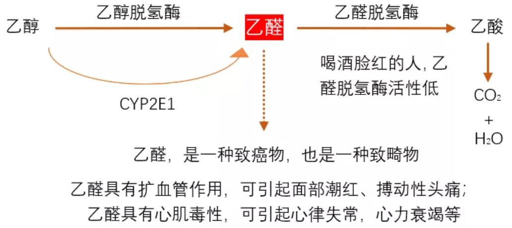 研究表明：喝酒“上臉”是基因突變，不僅容易老年癡呆，還容易得胃癌