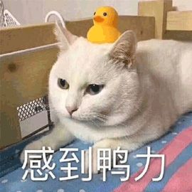 導師：不打算念博士，就連碩士也不要上！