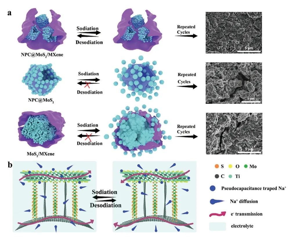 三單位聯合?Adv. Sci.：中空碳和 MXene 雙增強 MoS2用于大倍率和高容量儲鈉系統