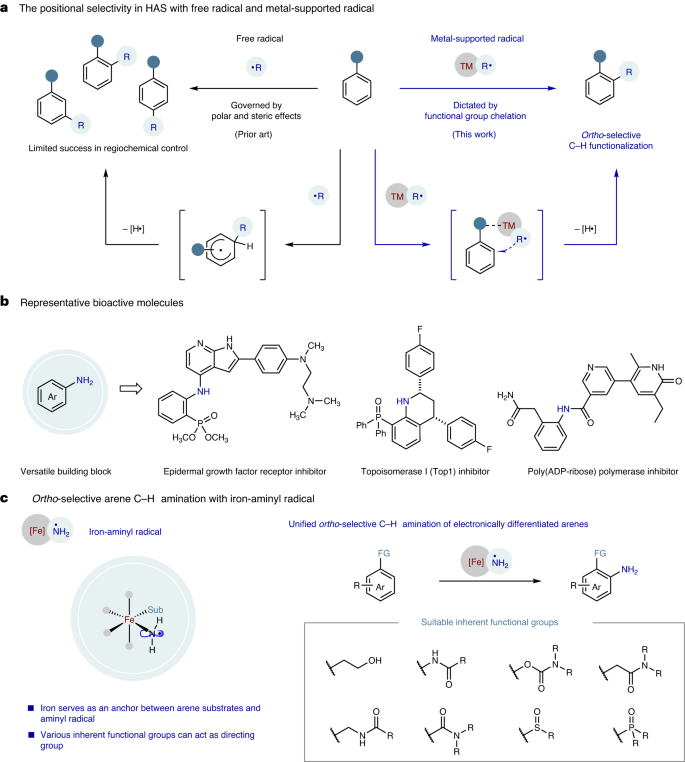 南開大學Nature Catalysis: 鐵-氨基自由基實現高選擇性芳烴C-H胺化反應