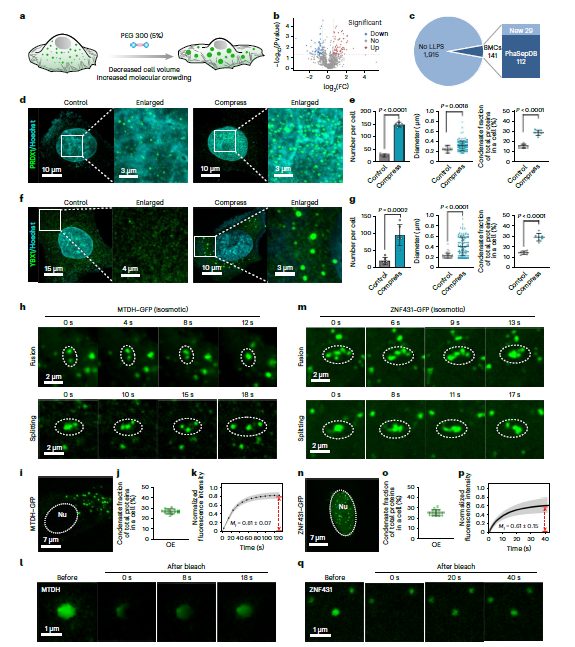華科，最新Nature Chemistry！重大發現！