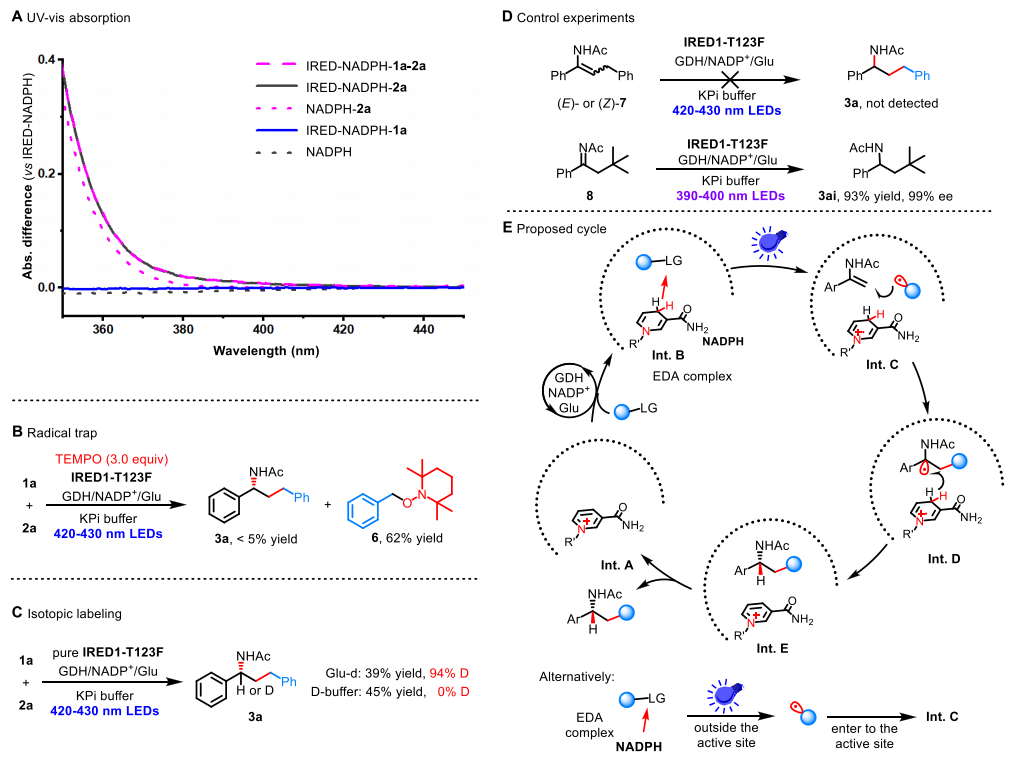 廈大王斌舉/南大黃小強，最新JACS！