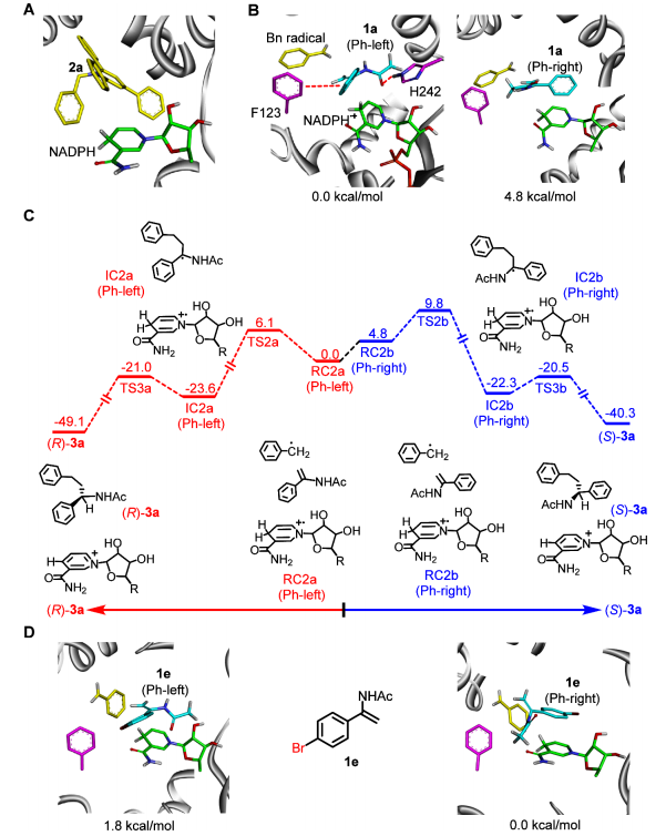 廈大王斌舉/南大黃小強，最新JACS！