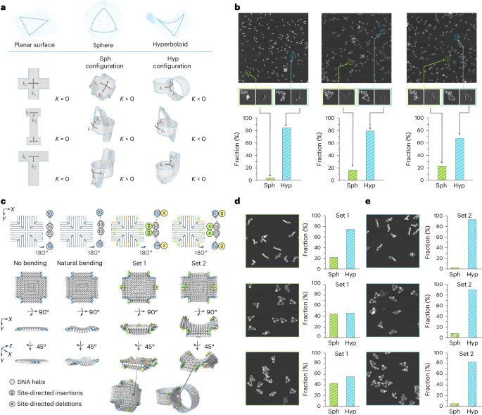 被院士稱為“美麗的誤會(huì)”！華東師大，最新Nature Chemistry再次解決DNA折紙難題!