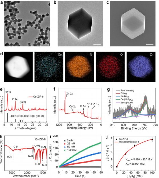 施劍林院士，最新JACS！催化讓你健康!