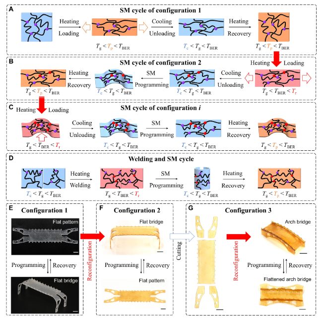 他，發(fā)表全球首篇“4D打印”論文，全球前2%頂尖科學(xué)家，最新Science子刊！