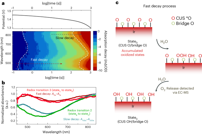 帝國理工Nature Catalysis + JACS：二氧化銥水氧化光譜電化學(xué)新發(fā)現(xiàn)