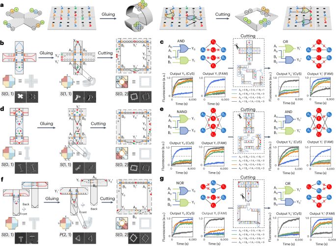 被院士稱為“美麗的誤會(huì)”！華東師大，最新Nature Chemistry再次解決DNA折紙難題!