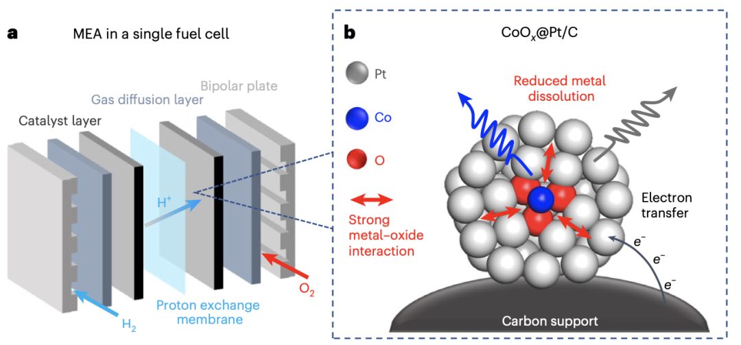 硬核！她，剛發完Nature，時隔一周，再發Nature Catalysis！武大/浙大校友共同一作！