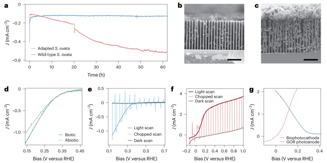 Si納米線“再續傳奇”！三院院士楊培東，最新Nature Catalysis！
