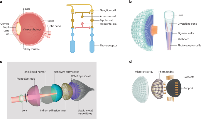 IF=79.8！香港科技大學，新發Nature Reviews Materials！