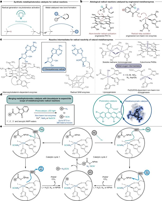 效法自然，生物催化！他，科大校友/霍普金斯教職，繼Science后，再發Nature Catalysis！