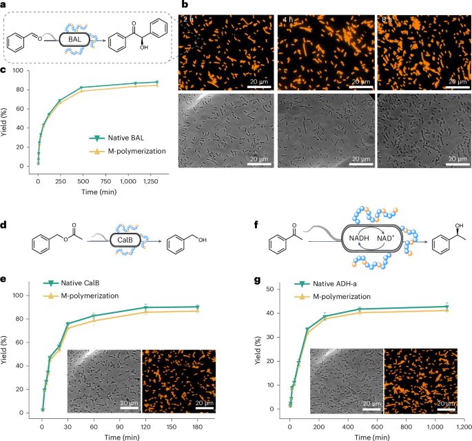 安農大校友，登頂Nature Catalysis！