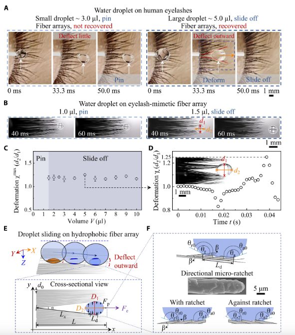 研究眼睫毛，發一篇Science子刊！